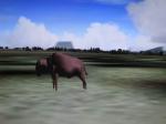 Animal World Scenery - Nth America Animal Scenery