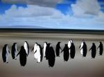 Animal World Scenery - South Pole (Antarctica) Animal, Sea and Bird Life.