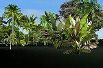 FS2004,                     Tropical Trees Scenery Macros.
