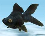 FS2002
                  Kuro Demekin (black pop-eyed goldfish)